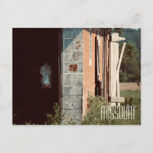 Missouri Cow Postcard Postkarte