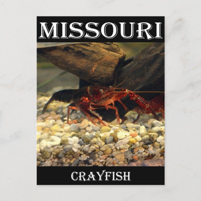 Missouri Crawfish Postkarte (Vorderseite)