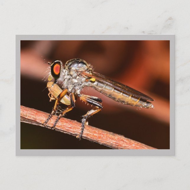 Missouri Damselfly. Postkarte (Vorderseite)
