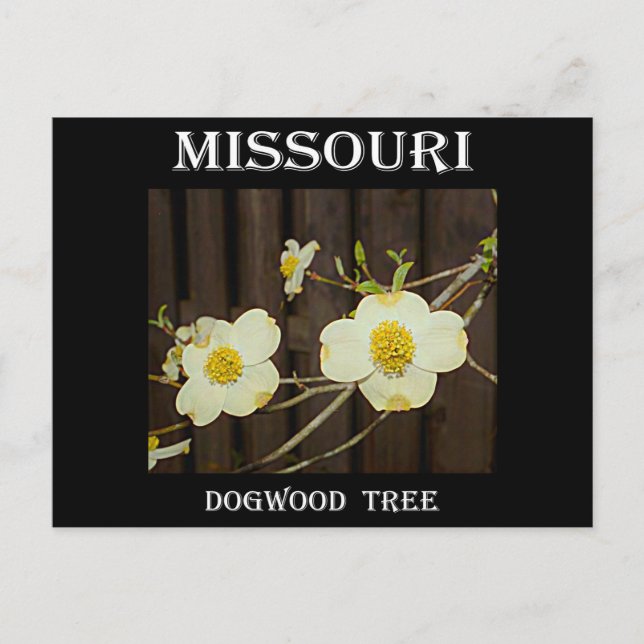 Missouri Dogwood Postkarte (Vorderseite)