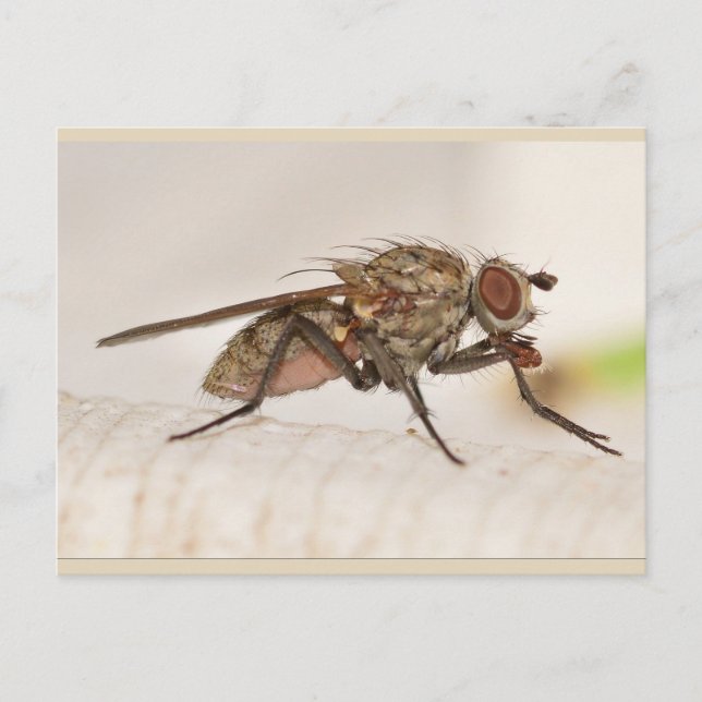 Missouri Fly. Postkarte (Vorderseite)