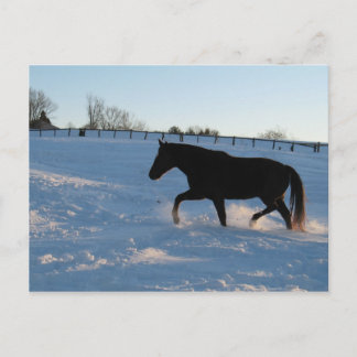 Missouri Foxtrotter in der Dämmerung Postkarte