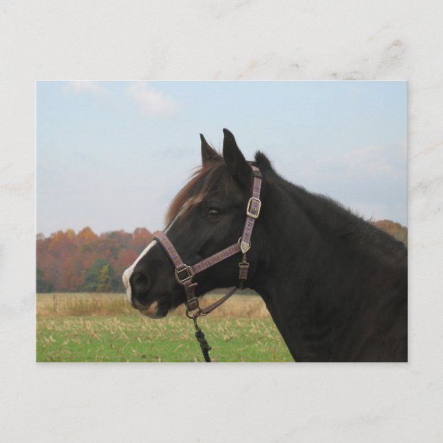 Missouri Foxtrotter Postkarte (Vorderseite)