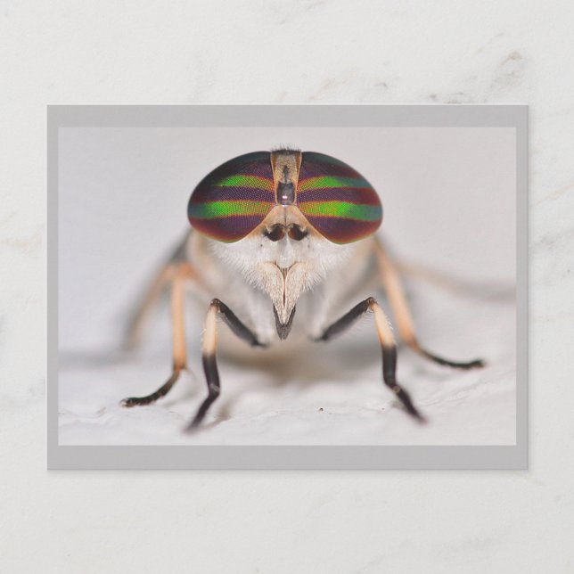 Missouri Horse Fly. Postkarte (Vorderseite)