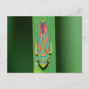 Missouri Leaf Hopper. Postkarte