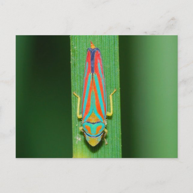 Missouri Leaf Hopper. Postkarte (Vorderseite)