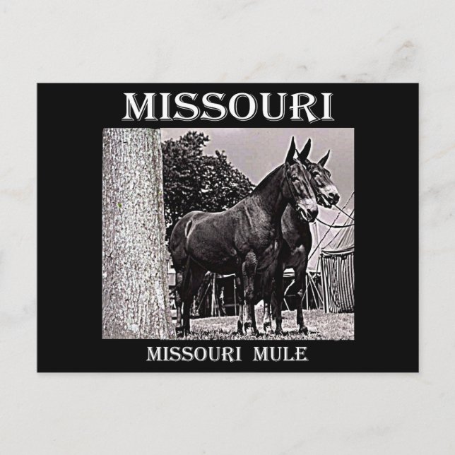 Missouri Mule Postkarte (Vorderseite)