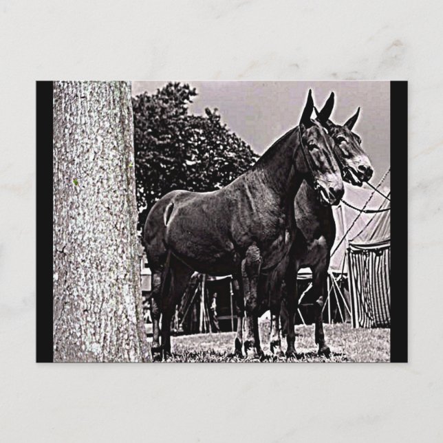 Missouri Mule Postkarte (Vorderseite)