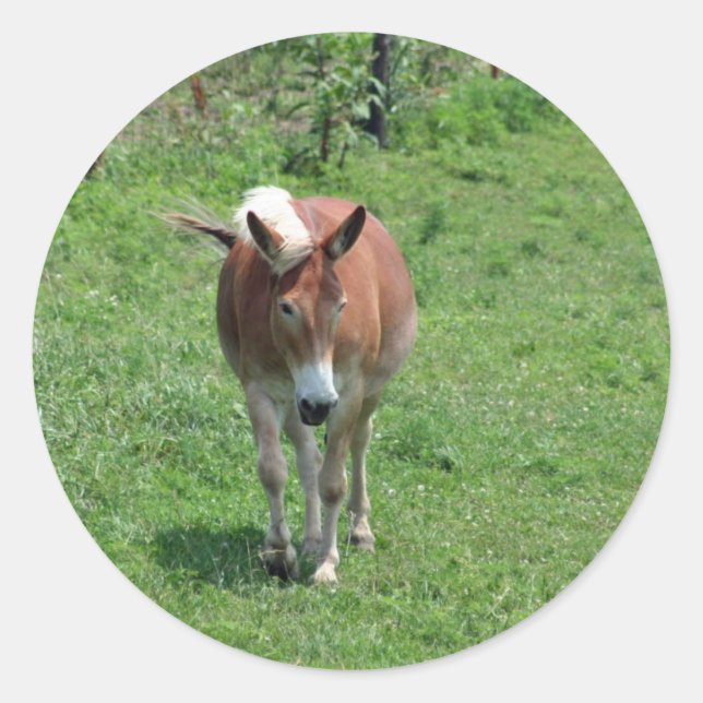 MIssouri Mule Runder Aufkleber (Vorderseite)