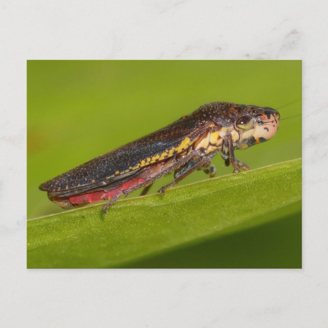 Missouri Pflanze Hopper. Postkarte (Vorderseite)
