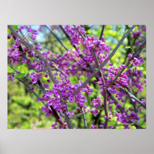 Missouri Redbud Foto Poster