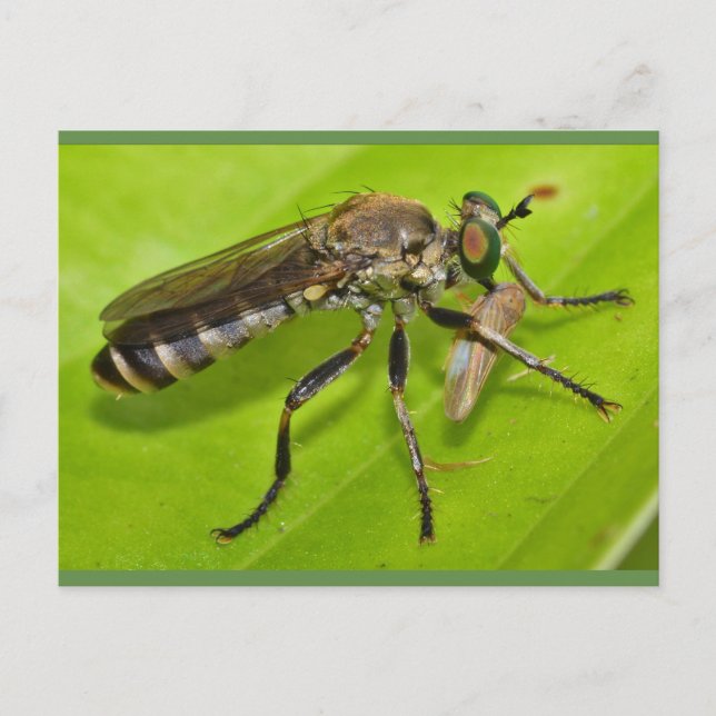 Missouri Robber fliegt. Postkarte (Vorderseite)