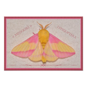 Missouri Rosy Maple Moth Deluxe. Fotodruck