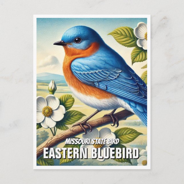 Missouri Staat Bird Eastern Bluebird Postkarte (Vorderseite)