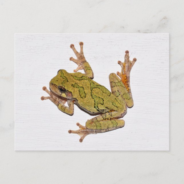 Missouri Tree Frog. Postkarte (Vorderseite)