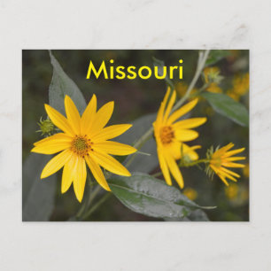 Missouri Yellow Wildblumen Postkarte
