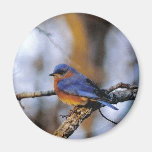 Missouris Vogel Magnet