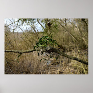 Mistel Poster