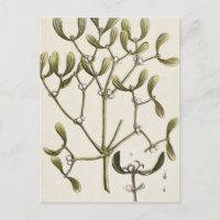 Mistelzweig von "einem neugierigen Kräuter", 1782