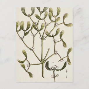 Mistelzweig von "einem neugierigen Kräuter", 1782 Postkarte