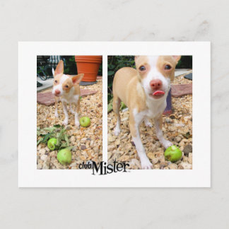 Mister mag sie Äpfel! Postkarte