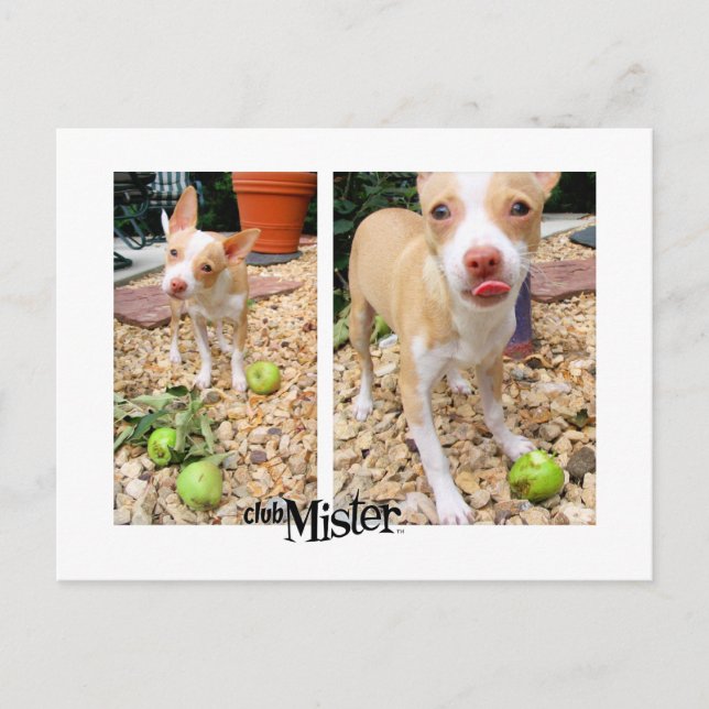 Mister mag sie Äpfel! Postkarte (Vorderseite)