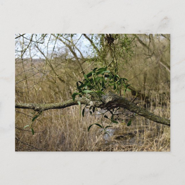 Mistletoe Postkarte (Vorderseite)