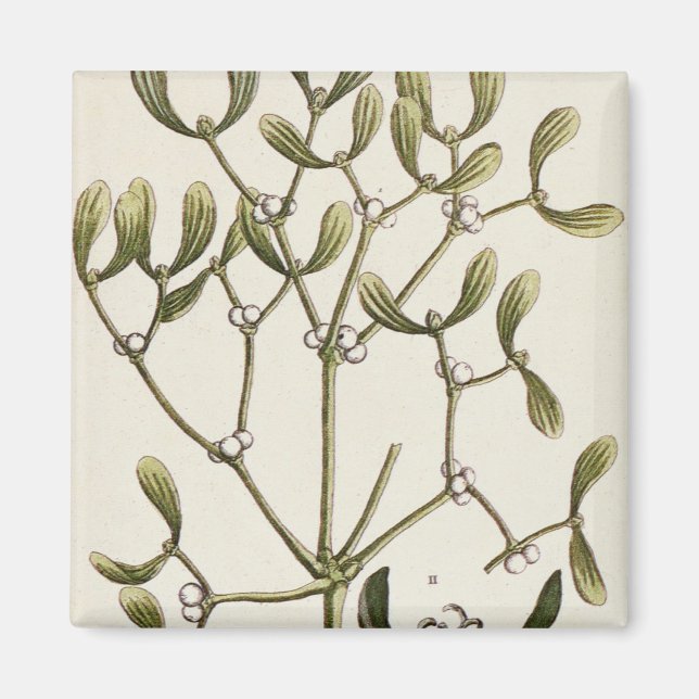 Mistletoe von 'A Curious Herbal', 1782 Magnet (Vorne)