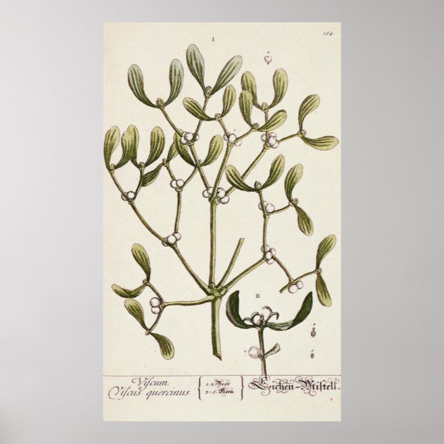 Mistletoe von 'A Curious Herbal', 1782 Poster (Vorne)