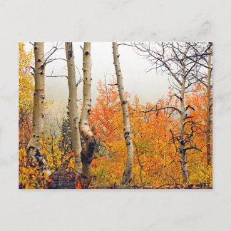 Misty Autumn Aspen Postkarte