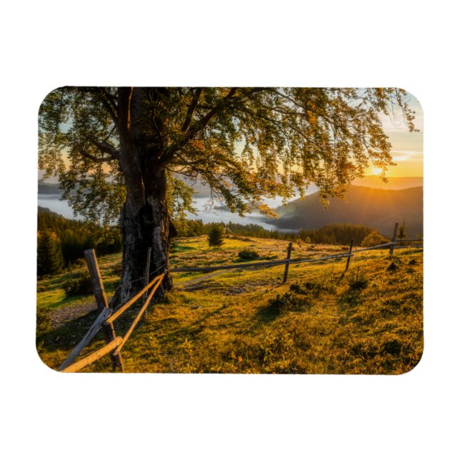 Misty Dawn in einem Wald Magnet (Horizontal)