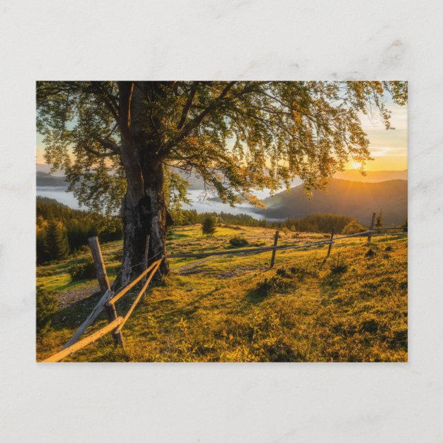 Misty Dawn in einem Wald Postkarte (Vorderseite)