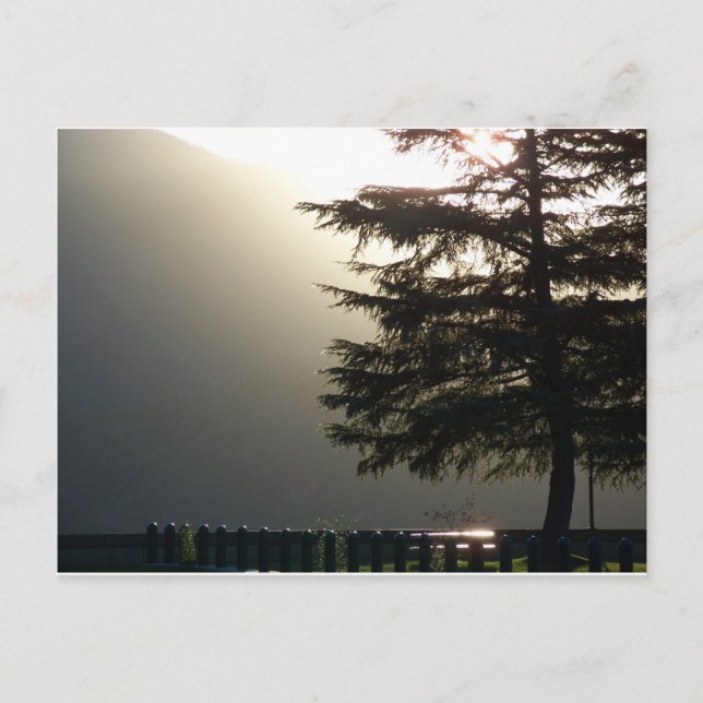 Misty Fir Tree at Shasta Dam Postcard Postkarte (Vorderseite)
