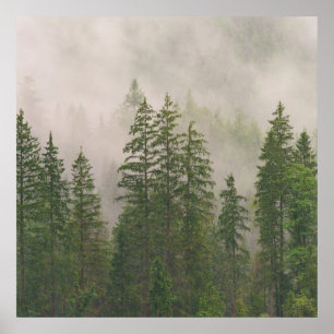 Misty Foggy Forest Trees Poster