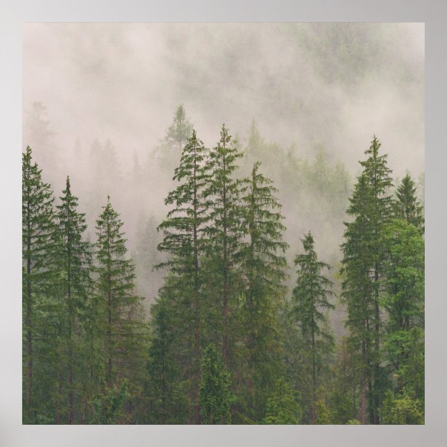 Misty Foggy Forest Trees Poster (Vorne)