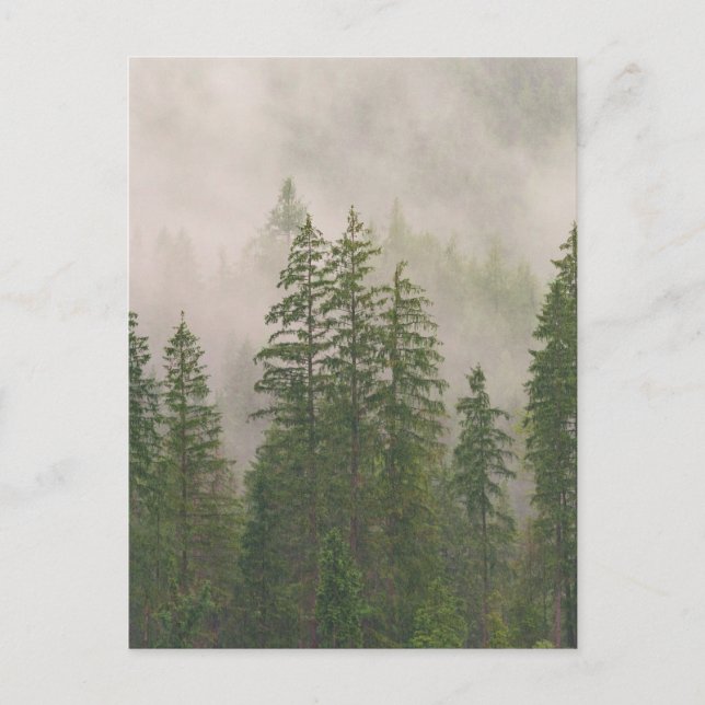 Misty Foggy Forest Trees Postkarte (Vorderseite)