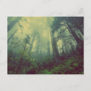 Misty Forest Postkarte