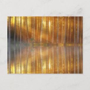 Misty Forest Scene Postkarte