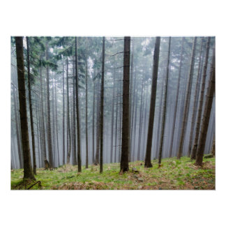 Misty Herbst Forest Relaxation Poster