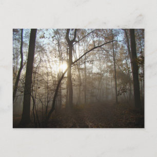 Misty Herbstvormittag im Wald #1 Postkarte