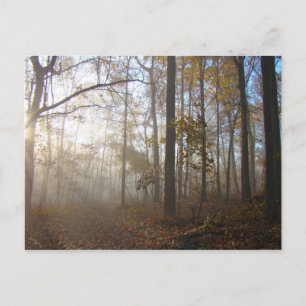 Misty Herbstvormittag im Wald #2 Postkarte