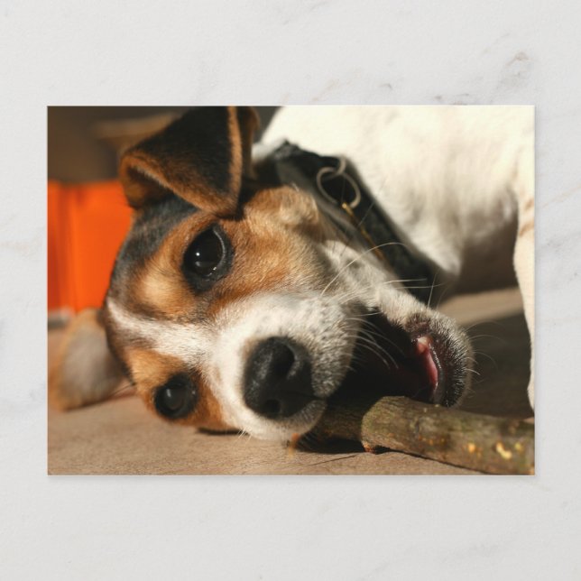 Misty - Keuchhalter-Postkarte Postkarte (Vorderseite)