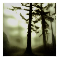 Misty Morning Monotone Forest Landschaft