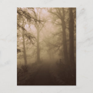 Misty Morning Walk in the Woods - Foto Postkarte