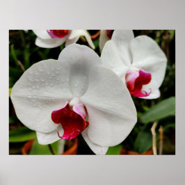 Misty Orchid Poster