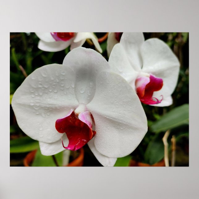 Misty Orchid Poster (Vorne)