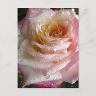 Misty Rose Postkarte