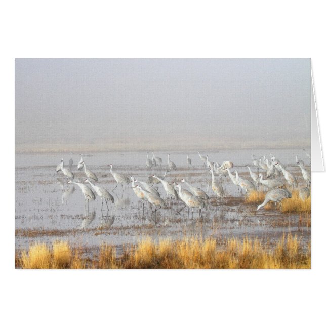 Misty Sandhill Cranes (Vorderseite (Horizontal))