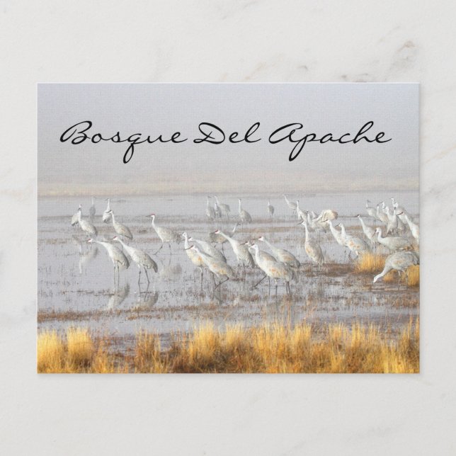 Misty Sandhill Cranes, Bosque del Apache Postkarte (Vorderseite)