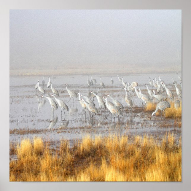 Misty Sandhill Cranes Poster (Vorne)